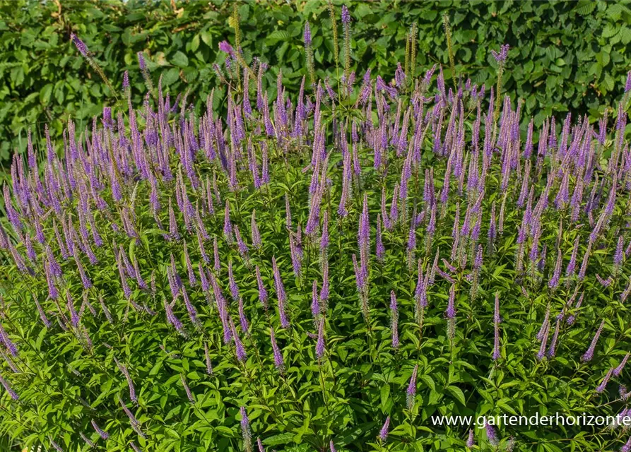 Garten-Kandelaberehrenpreis 'Fascination'