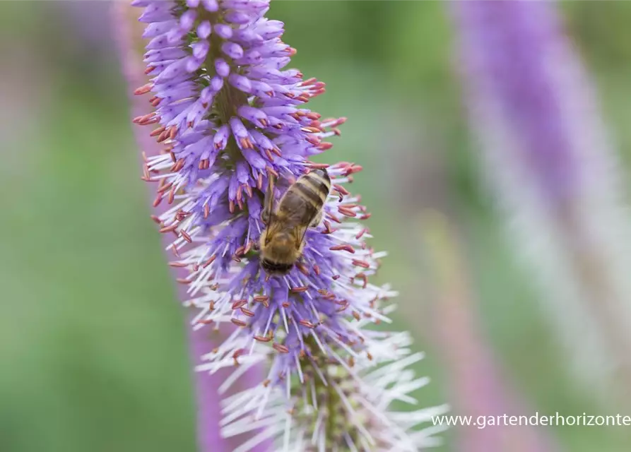 Garten-Kandelaberehrenpreis 'Fascination'