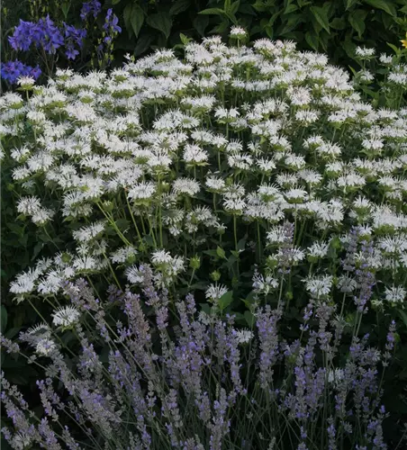 Garten-Indianernessel 'Schneewittchen'