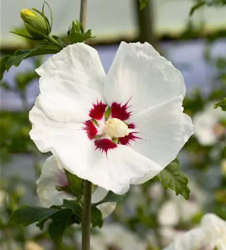 Garteneibisch 'Red Heart'