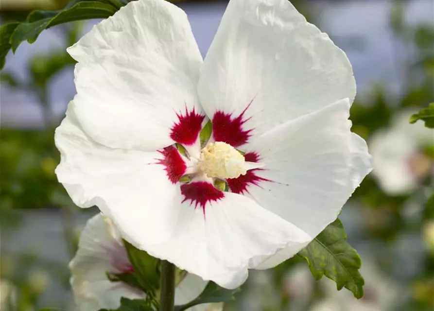 Garteneibisch 'Red Heart'