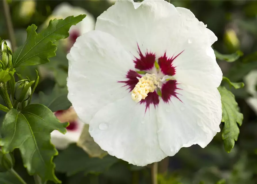 Garteneibisch 'Red Heart'