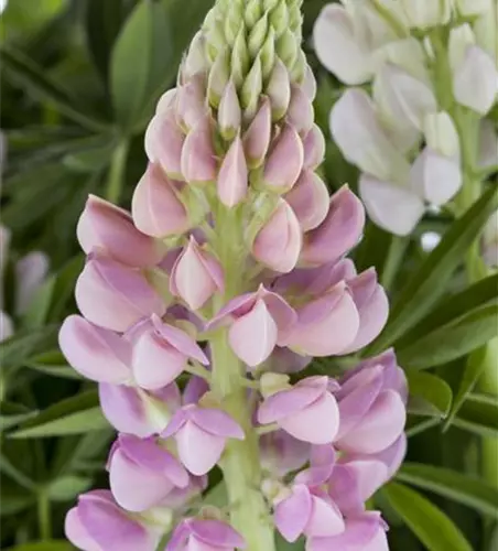 Garten-Lupine 'Nanus Gallery Pink'