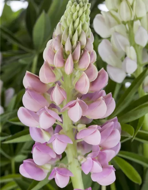 Garten-Lupine 'Nanus Gallery Pink'