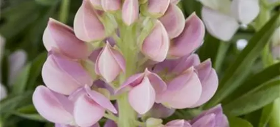 Garten-Lupine 'Nanus Gallery Pink'