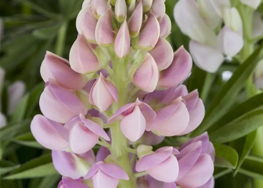 Garten-Lupine 'Nanus Gallery Pink'