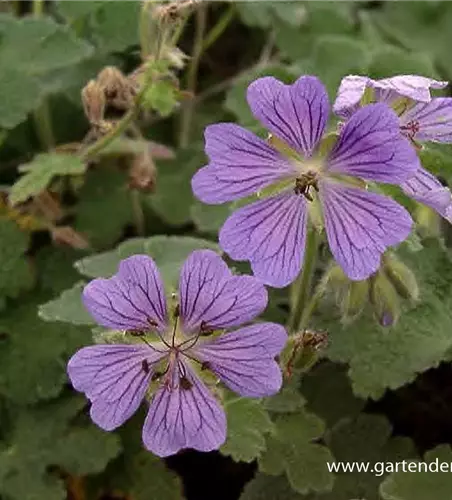 Garten-Storchschnabel 'Philippe Vapelle'