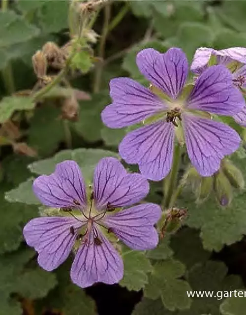 Garten-Storchschnabel 'Philippe Vapelle'