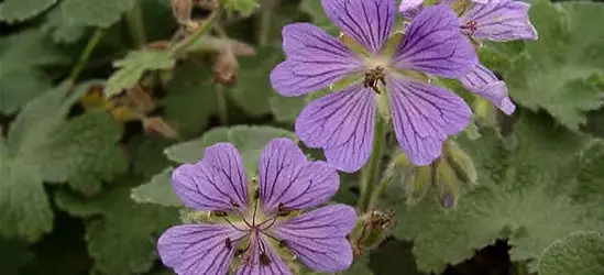 Garten-Storchschnabel 'Philippe Vapelle'