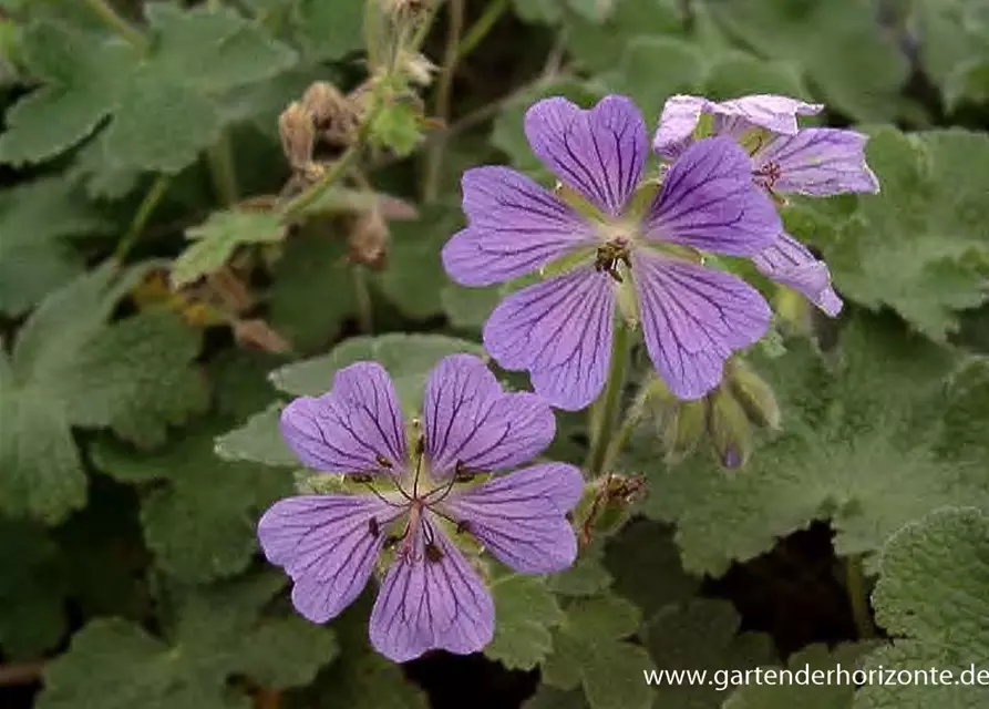 Garten-Storchschnabel 'Philippe Vapelle'