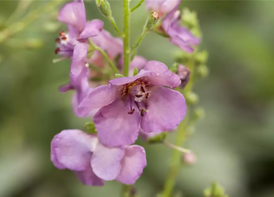 Garten-Purpur-Königskerze 'Violetta'