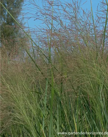 Garten-Ruten-Hirse 'Cloud Nine'