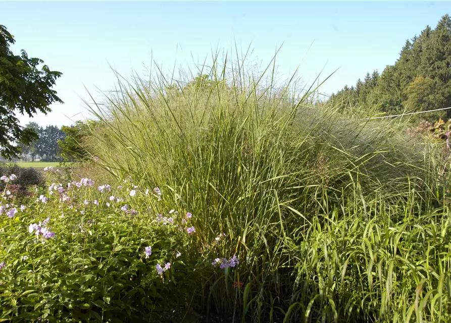 Garten-Ruten-Hirse 'Cloud Nine'