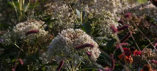 Großer Garten-Wasserdost 'Bartered Bride'