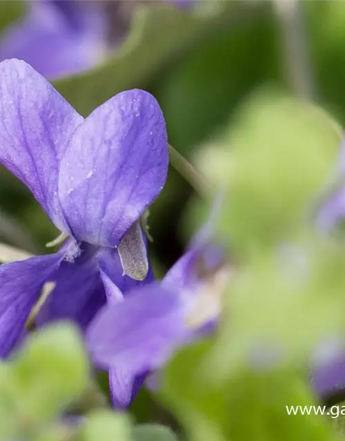 Garten-Duft-Veilchen 'Königin Charlotte'