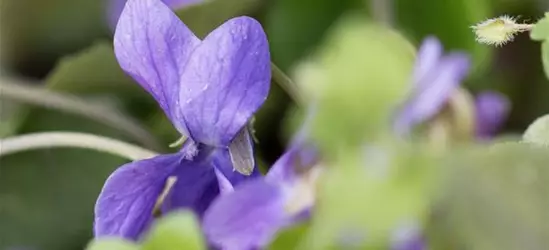 Garten-Duft-Veilchen 'Königin Charlotte'