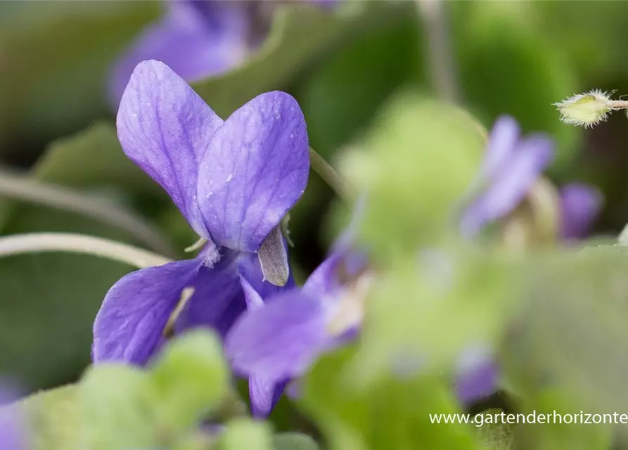 Garten-Duft-Veilchen 'Königin Charlotte'