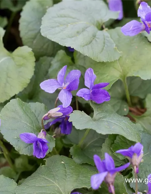 Garten-Duft-Veilchen 'Königin Charlotte'