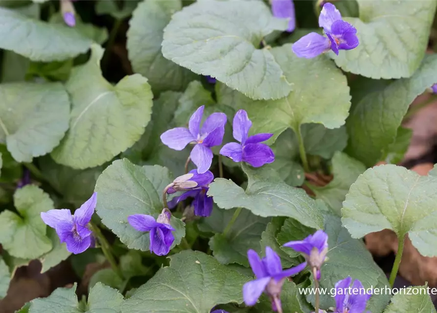 Garten-Duft-Veilchen 'Königin Charlotte'