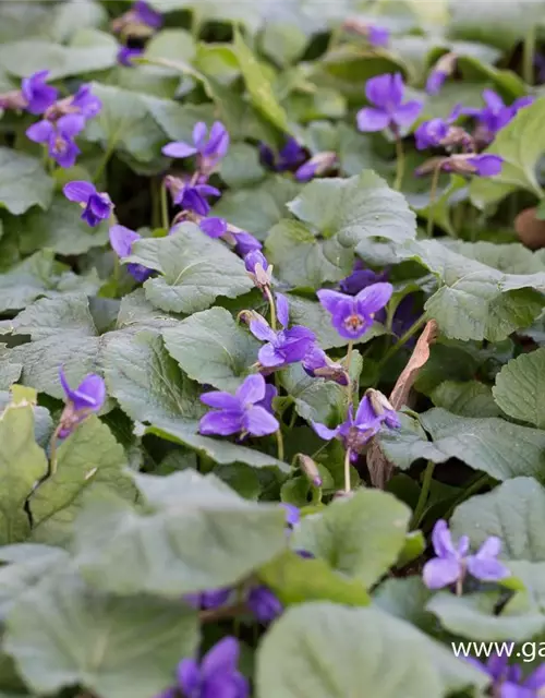 Garten-Duft-Veilchen 'Königin Charlotte'