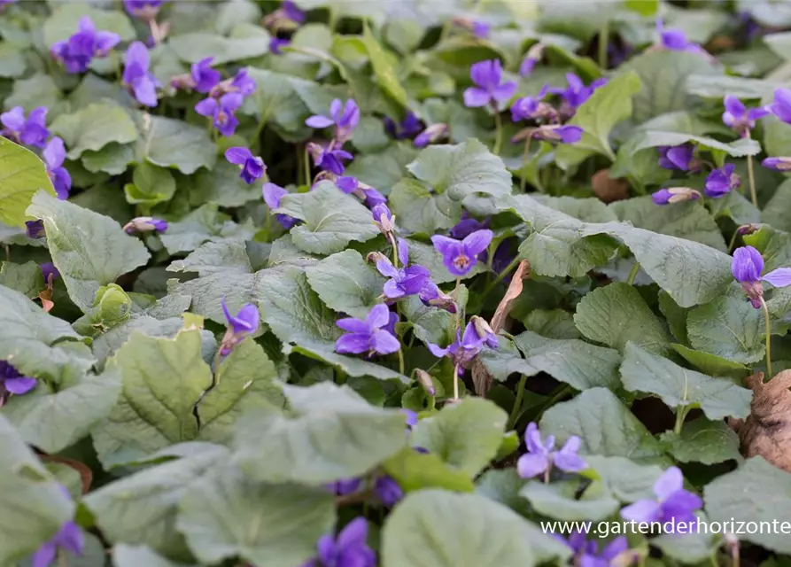 Garten-Duft-Veilchen 'Königin Charlotte'