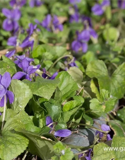 Garten-Duft-Veilchen 'Königin Charlotte'