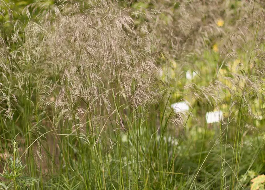 Garten-Schmiele 'Schottland'