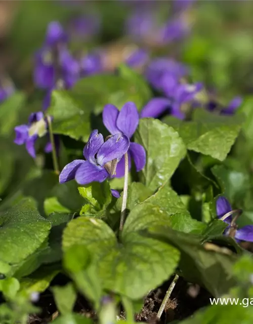 Garten-Duft-Veilchen 'Königin Charlotte'