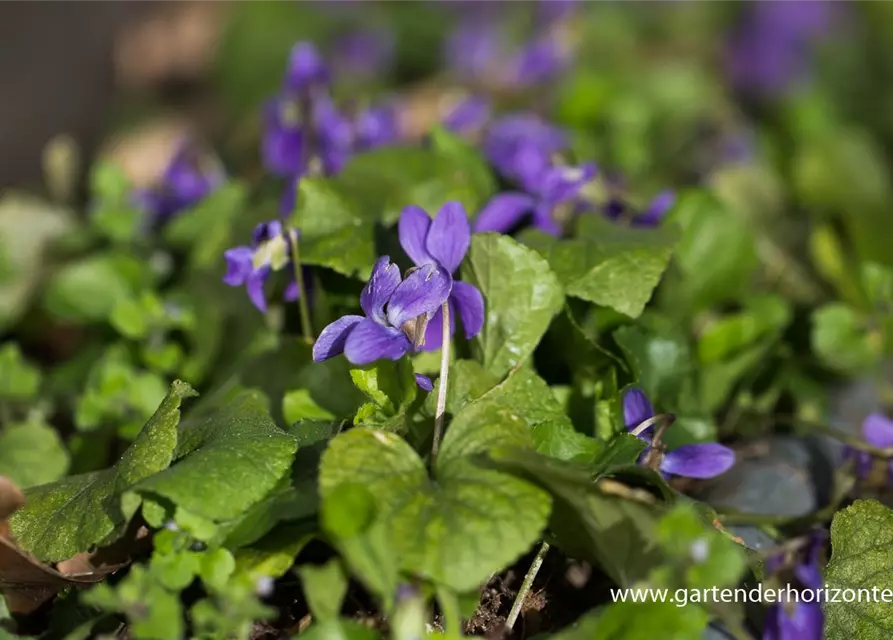 Garten-Duft-Veilchen 'Königin Charlotte'