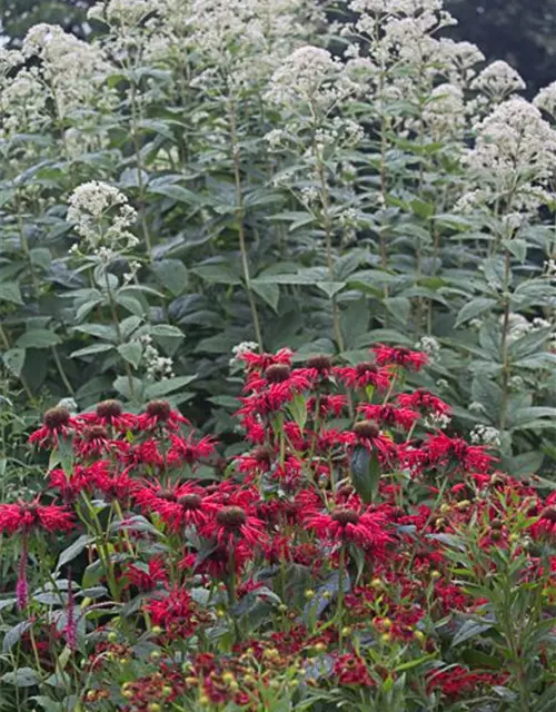 Großer Garten-Wasserdost 'Ivory Towers'