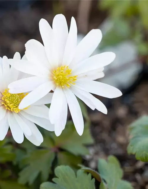 Garten-Strahlen-Windröschen 'White Splendour'