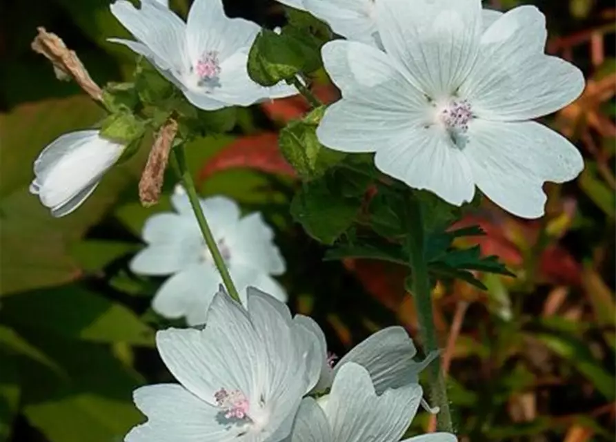 Garten-Moschus-Malve 'Alba'