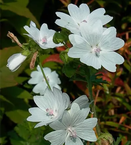 Garten-Moschus-Malve 'Alba'