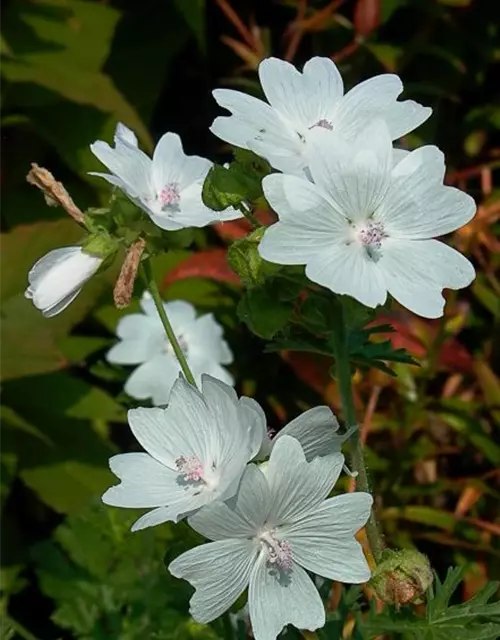 Garten-Moschus-Malve 'Alba'