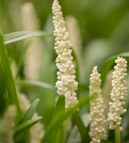 Garten-Glöckchentraube 'Monroe White'