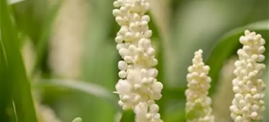 Garten-Glöckchentraube 'Monroe White'