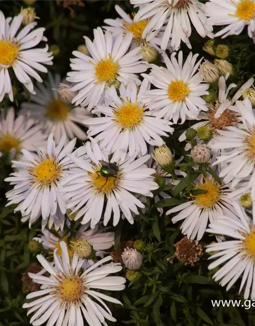 Garten-Kissen-Aster 'Apollo'