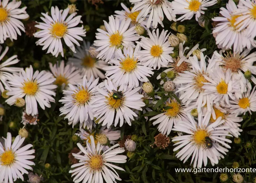 Garten-Kissen-Aster 'Apollo'