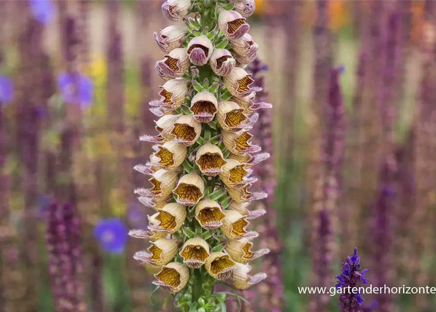 Garten-Fingerhut 'Gelber Herold'