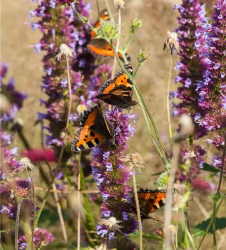 Garten-Duftnessel 'Purple Haze'