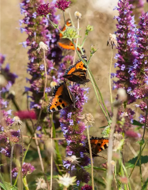 Garten-Duftnessel 'Purple Haze'