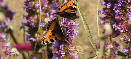 Garten-Duftnessel 'Purple Haze'