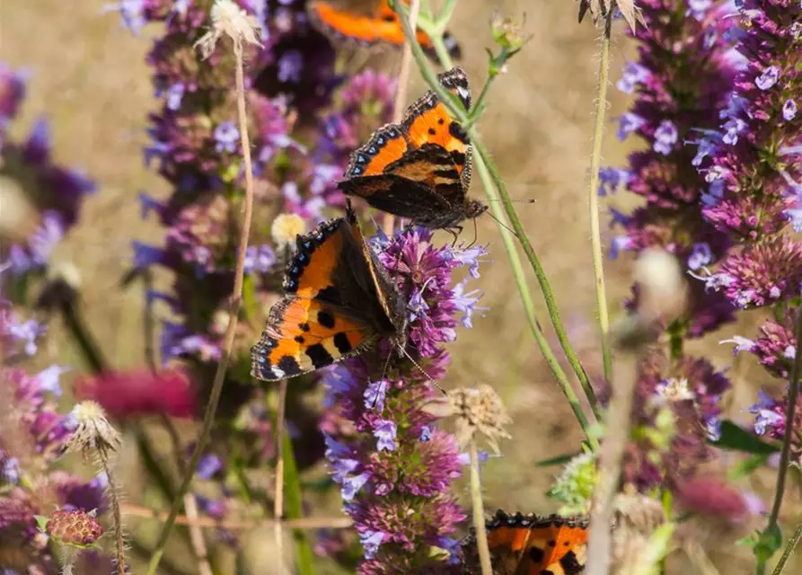 Garten-Duftnessel 'Purple Haze'