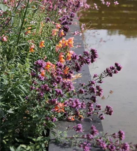 Garten-Blüten-Dost 'Herrenhausen'