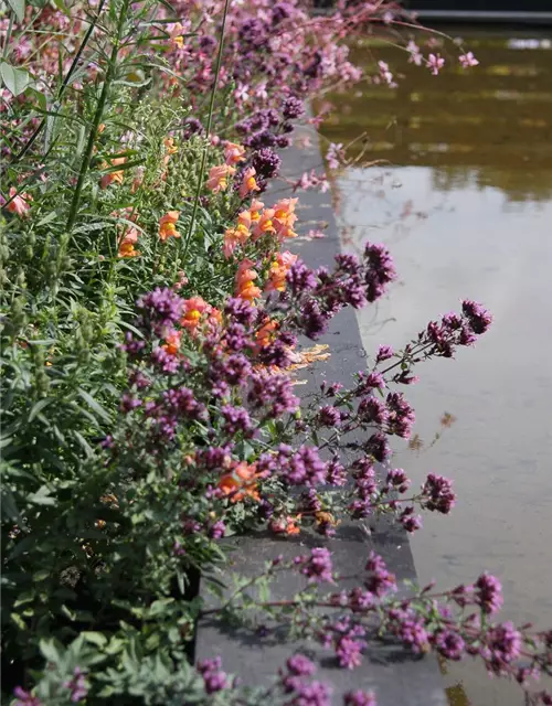 Garten-Blüten-Dost 'Herrenhausen'