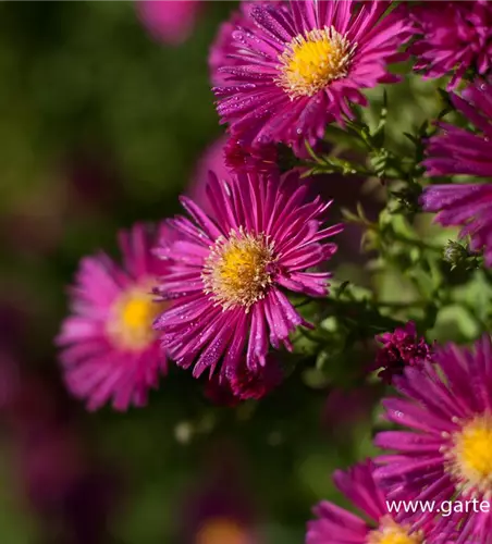 Garten-Glattblatt-Aster 'Crimson Brocade'