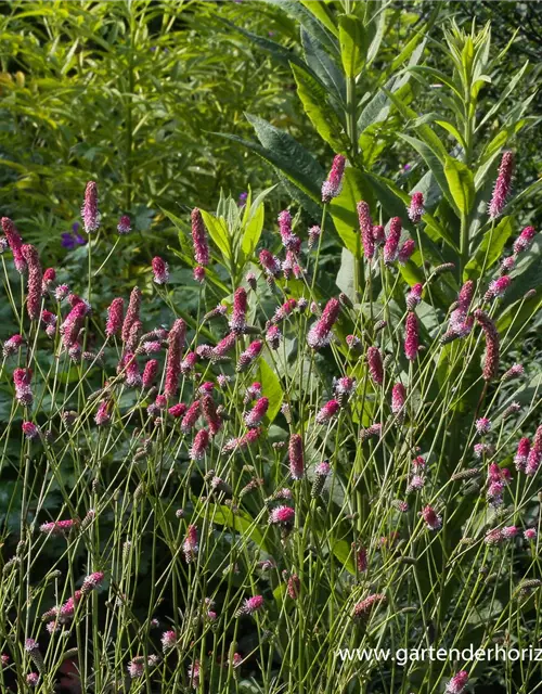 Garten-Wiesenknopf 'Pink Tanna'