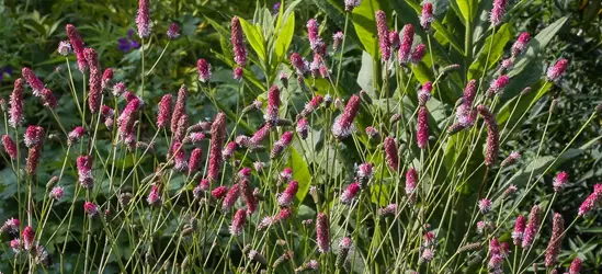 Garten-Wiesenknopf 'Pink Tanna'