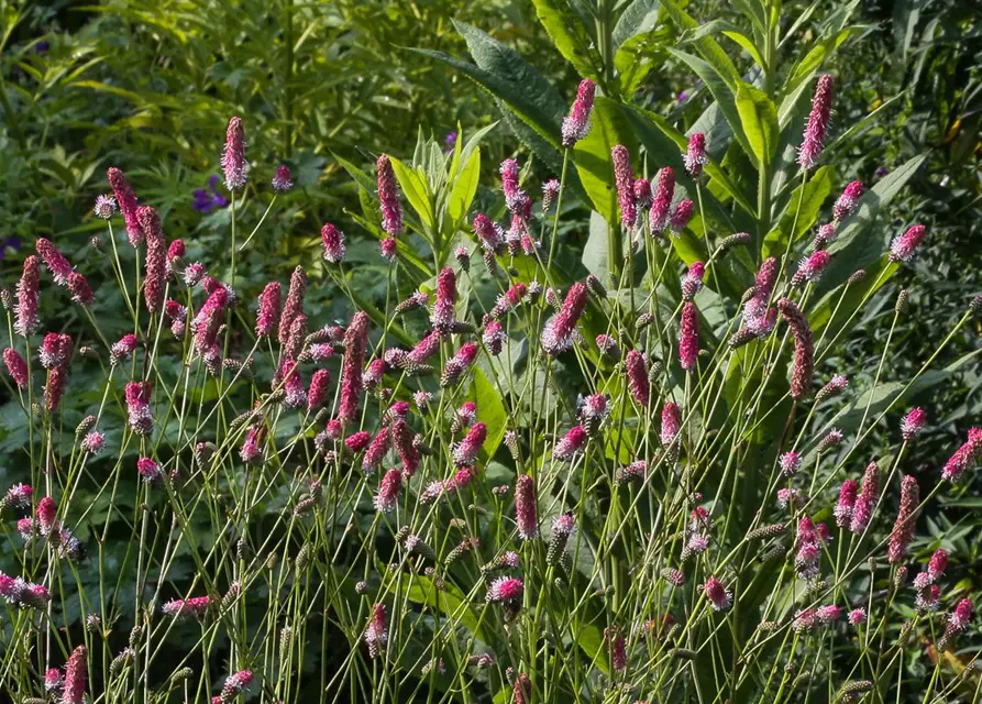 Garten-Wiesenknopf 'Pink Tanna'