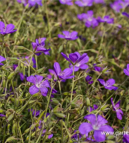 Geranium collinum 'Nimbus'